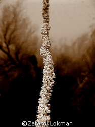 Whip Coral..taken in Tenggol Island,Malaysia with Canon S80. by Zafarol Lokman 